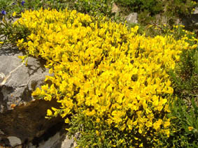 Echinospartum horridum